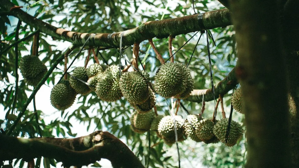 The video's colors are realistic, vividly depicting the images of durian fruits.