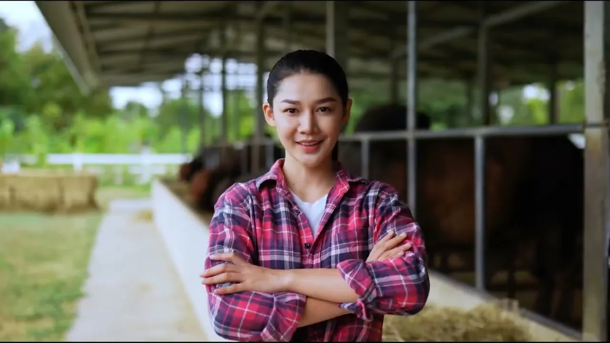 Người chăn nuôi đứng giữa trang trại bò trong video KSF