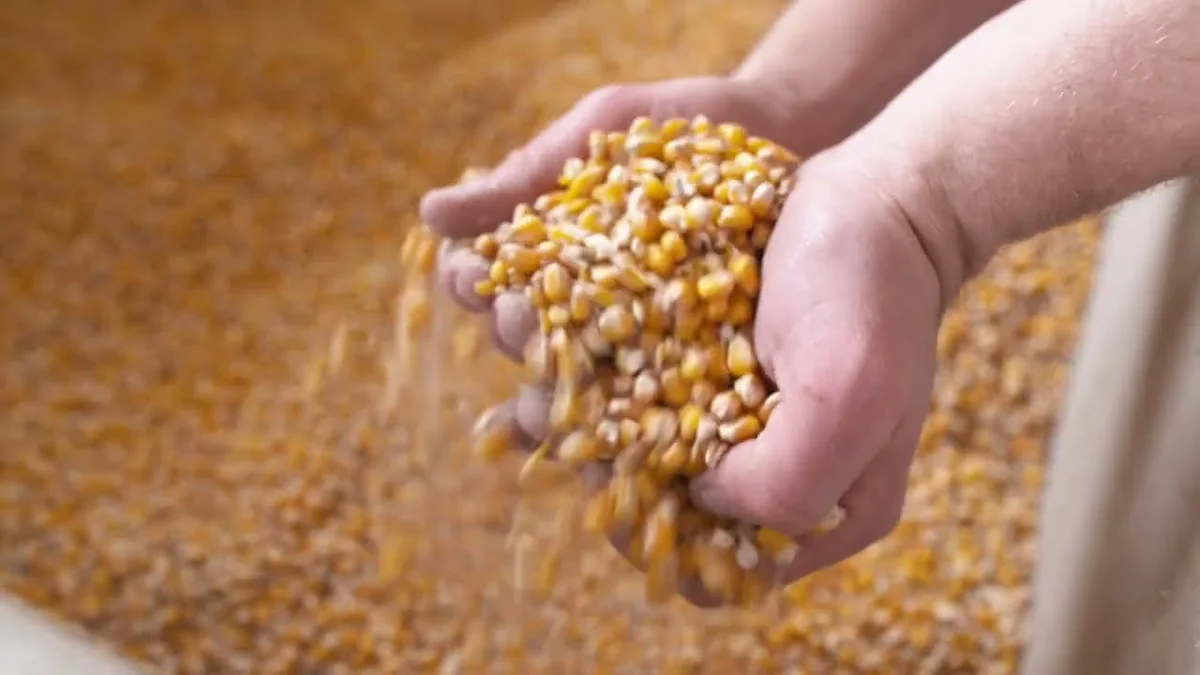 Video giới thiệu sản phẩm thức ăn chăn nuôi KSF: hạt nguyên liệu trên tay